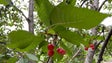 Melhor produção de cerejas no Jardim da Serra (vídeo)