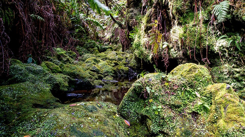 Imagem de Começa hoje a funcionar a linha SOS Ambiente dos Açores
