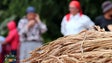 Debulha do trigo recorda tempos antigos em Santana