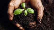 Imagem de 53 mil plantas ajudam a reflorestar o Paul da Serra (Vídeo)