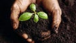 53 mil plantas ajudam a reflorestar o Paul da Serra (Vídeo)