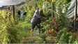 Imagem de Vinhos de mesa sem escoamento (vídeo)
