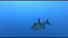 Imagem de Pescadores devem ser compensados quando forem implementados os 30% de áreas protegidas