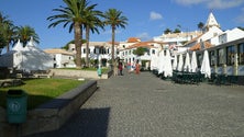 Imagem de Câmara do Porto Santo vai plantar palmeiras junto aos passeios no centro da cidade (Vídeo)
