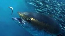 Imagem de Pesca de atum patudo limitada a tamanho mínimo de 10 quilos (Vídeo)