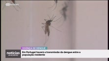 Imagem de Dengue vai voltar a Portugal (vídeo)