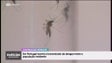 Imagem de Dengue vai voltar a Portugal (vídeo)