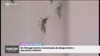 Dengue vai voltar a Portugal (vídeo)