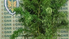 Imagem de Mais de 6 quilos de droga apreendida