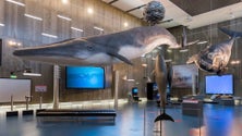 Imagem de Museu da Baleia no Caniçal está  a assinalar 33 anos (áudio)