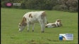 Imagem de No Porto Moniz continua a ser frequente o pastoreio de gado bovino (Vídeo)