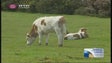 No Porto Moniz continua a ser frequente o pastoreio de gado bovino (Vídeo)