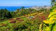 Jardim Botânico da Madeira tem 50 novas plantas (Áudio)