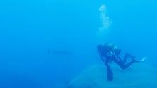 Imagem de Cientistas do MARE descobrem duas novas espécies de invertebrados na Madeira