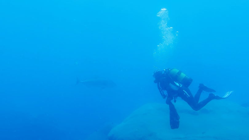 Imagem de Cientistas do MARE descobrem duas novas espécies de invertebrados na Madeira