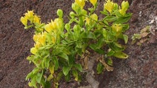 Imagem de Plantas endémicas da Madeira ameaçadas (áudio)