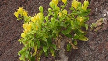 Plantas endémicas da Madeira ameaçadas (áudio)