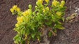 Plantas endémicas da Madeira ameaçadas (áudio)