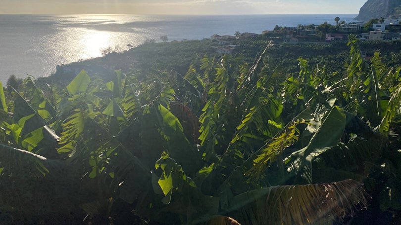 Comercialização de banana aumentou 12,6%