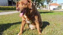 Imagem de Morreu Bobi o cão mais velho do mundo do Guinness