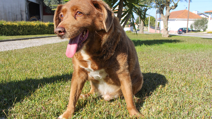 Morreu Bobi o cão mais velho do mundo do Guinness