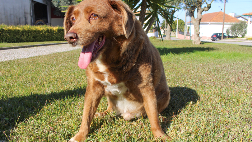 Imagem de Morreu Bobi o cão mais velho do mundo do Guinness