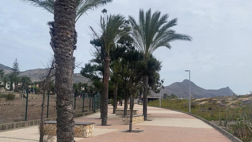 Imagem de Praga detetada em três palmeiras do Porto Santo