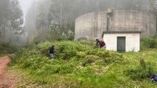 Imagem de Populares limpam a Levada da Fonte do Folhado (vídeo)