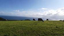 Açores têm ar de qualidade (Vídeo)