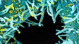 Imagem de Cientistas impedem replicação do Coronavírus nas células humanas