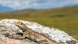 Descoberta nova espécie de lagarto na Venezuela