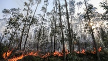 Imagem de Madeira com risco extremo de incêndios