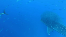 Imagem de Tubarão-baleia povoa mares dos Açores (Vídeo)