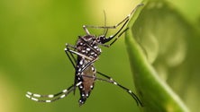 Imagem de Calor e humidade potenciam atividade do mosquito da dengue