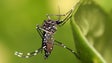 Imagem de Calor e humidade potenciam atividade do mosquito da dengue
