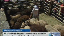 Tradição das tosquias no Chão dos Terreiros