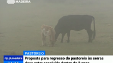 Imagem de Pastores vão apresentar ao governo uma proposta para o regresso do gado à serra