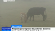 Imagem de Pastores vão apresentar ao governo uma proposta para o regresso do gado à serra