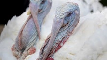 Imagem de Gripe das aves força abate de 80.000 galinhas