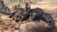 Desvendado o mistério da morte de centenas de elefantes no Botsuana