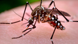 Madeira cede ao Brasil material de combate ao zika
