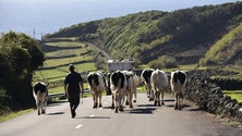 Imagem de Bolieiro realça importância da agricultura para os Açores após a pandemia (Vídeo)