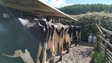 Imagem de Lavradores entusiasmados com nova fábrica de laticínios na Terceira (Vídeo)