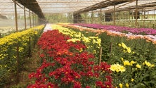 Imagem de Covid-19: Produtores de flores vivem drama