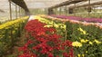 Imagem de Covid-19: Produtores de flores vivem drama