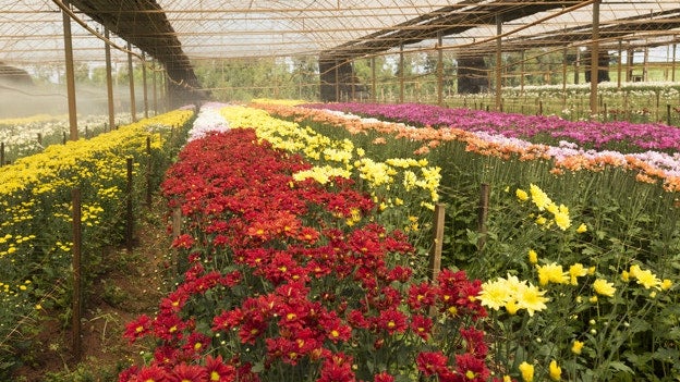 Imagem de Covid-19: Produtores de flores vivem drama