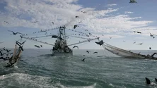 Imagem de Bruxelas quer proibir pesca de arrasto de fundo em todas as áreas marinhas protegidas até 2030