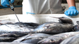 Direção Regional de Pescas alerta para comércio de atum gaiado