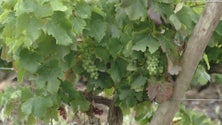 Imagem de Programa financiado pelo PRR arranca com ação na área da vitivinicultura no Pico