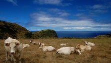 Imagem de Governo da Madeira vai continuar a apoiar os criadores de gado e o pastoreio ordenado